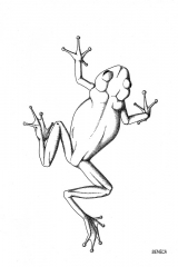 Grenouille