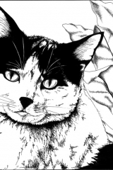 Cat memory