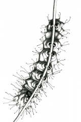 Chenille