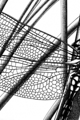 Libellule naissance