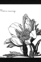 Pivoine