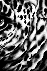 Tigre