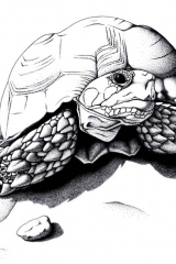 Tortue