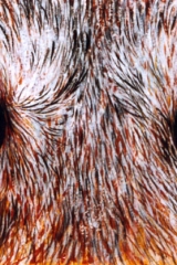 Loup